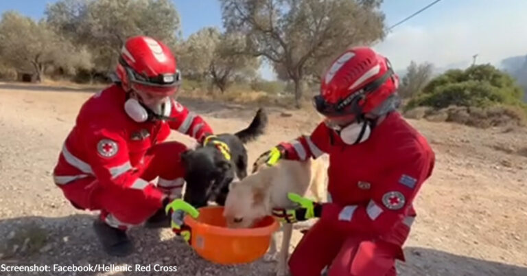 Over 100 Wildfires Burning Across Greece Displace Countless People and Pets