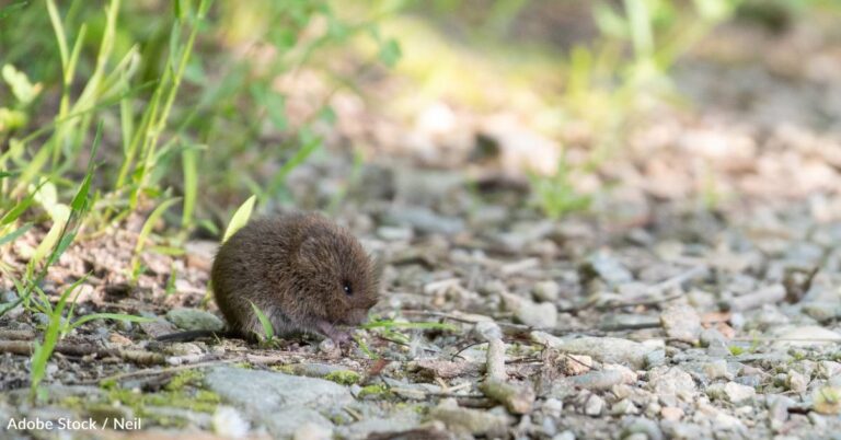 The ‘Love Hormone’ Helps Rodents Form Friendships, Study Finds