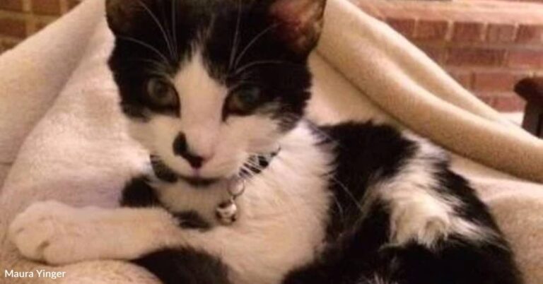 Kitten Who Died Young Loved His Family ‘Enough for a Whole Lifetime’
